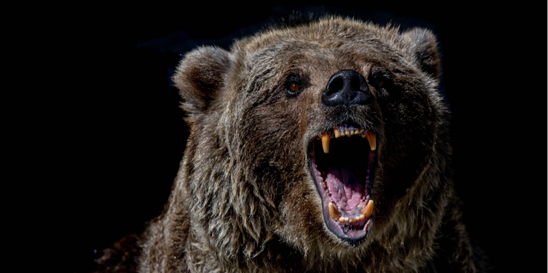 Copertina STA PER TORNARE L'ORSO SUI MERCATI